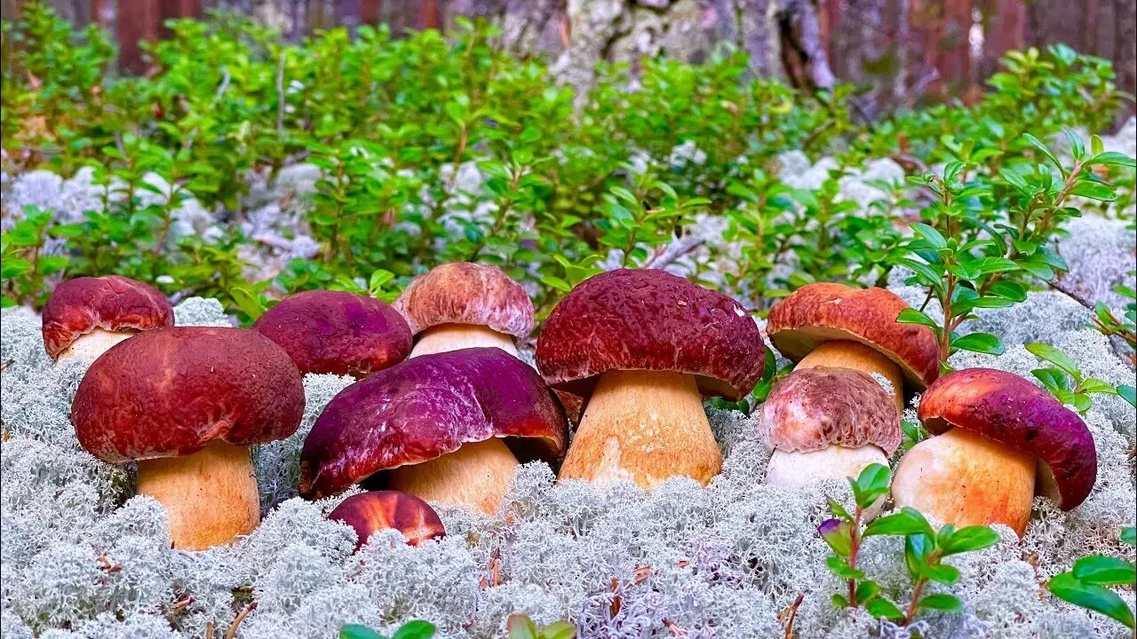 🍄 Грибная пора: чек-лист безопасного сбора, чистки и заготовки грибов! 🍄