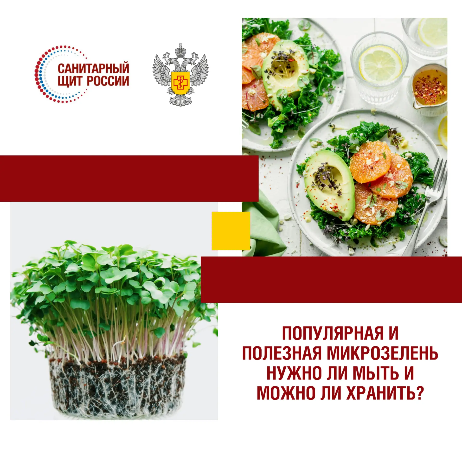Популярная и полезная микрозелень: нужно ли её мыть и можно ли хранить?

#санпросвет #санитарныйщитр