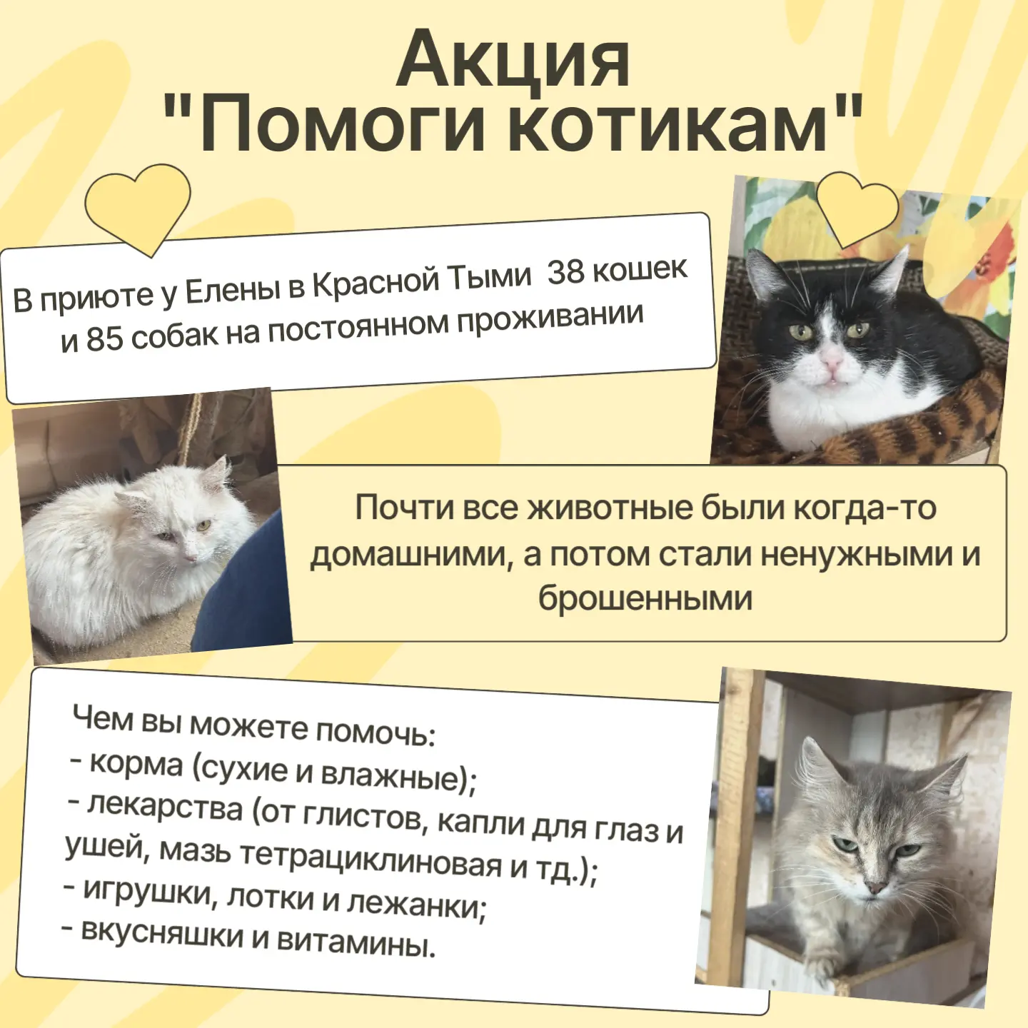 🐾 Акция «Помоги котикам» ❤️