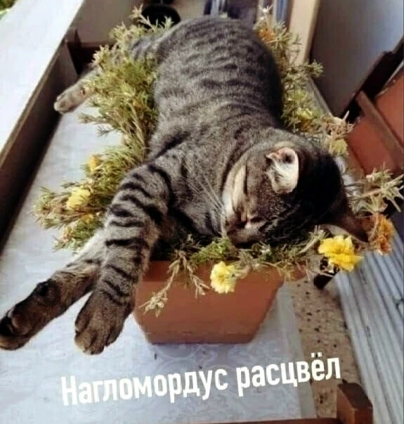 А у вас уже зацвел? 😂