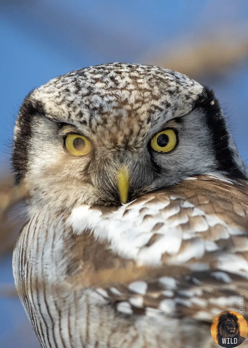 🦉 У некоторых видов сов уши расположены асимметрично, что позволяет им лучше ориентиро...