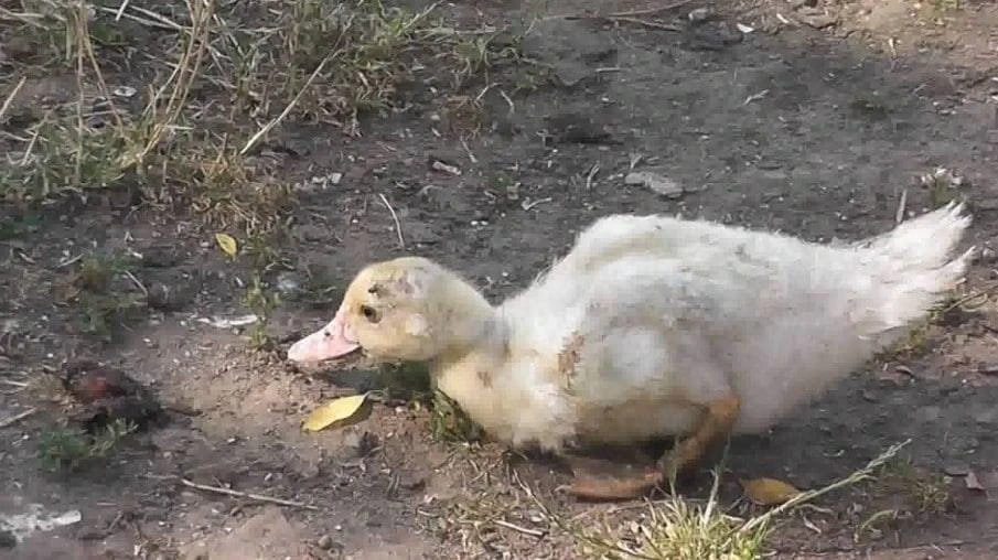 Паразитарные болезни уток🦆🦆🦆

Филиколлёз — развивается из-за внедрения в организм скребней — пара