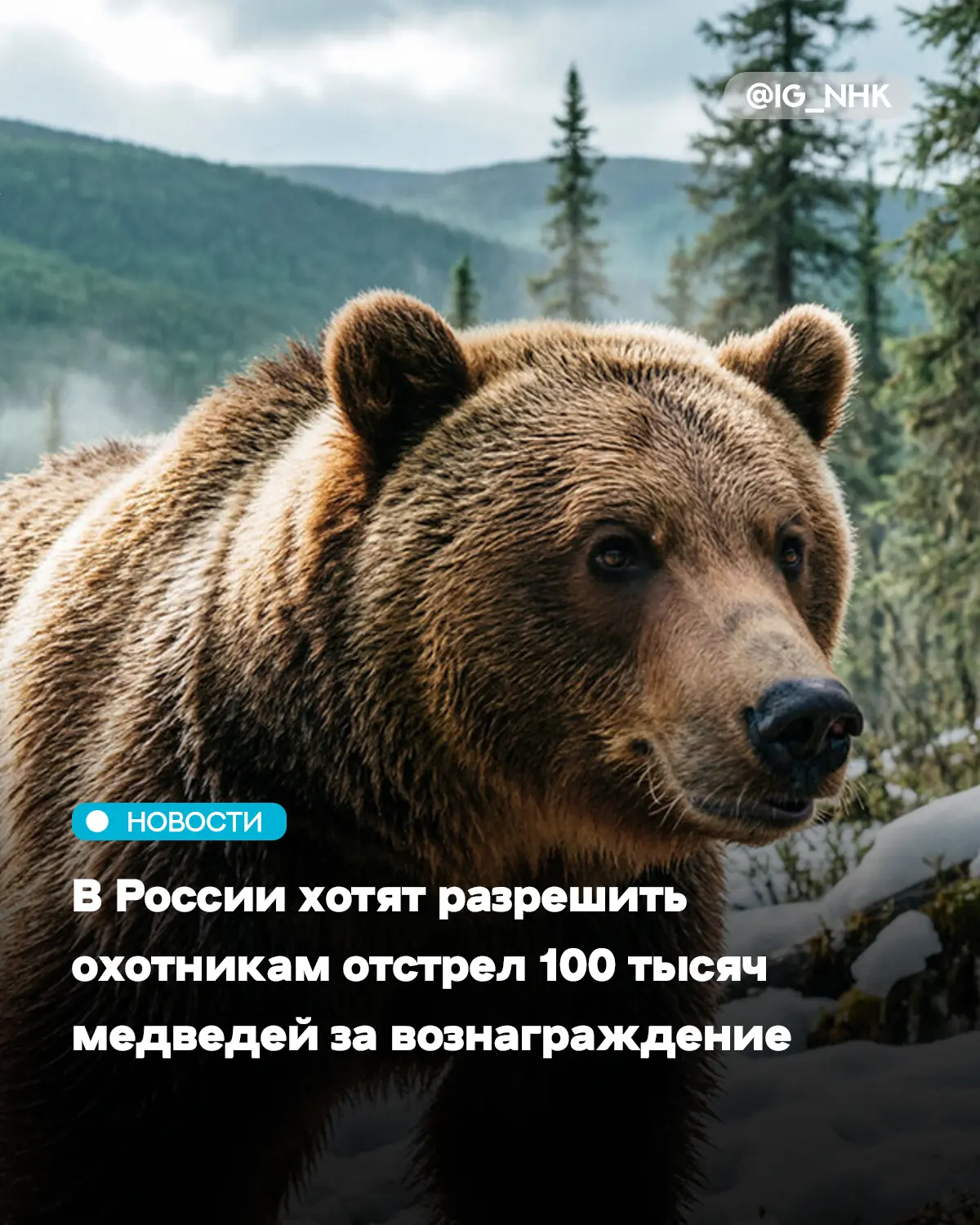 Размер региональных выплат за добычу зверя может составить от 15 до 35 тысяч рублей.
