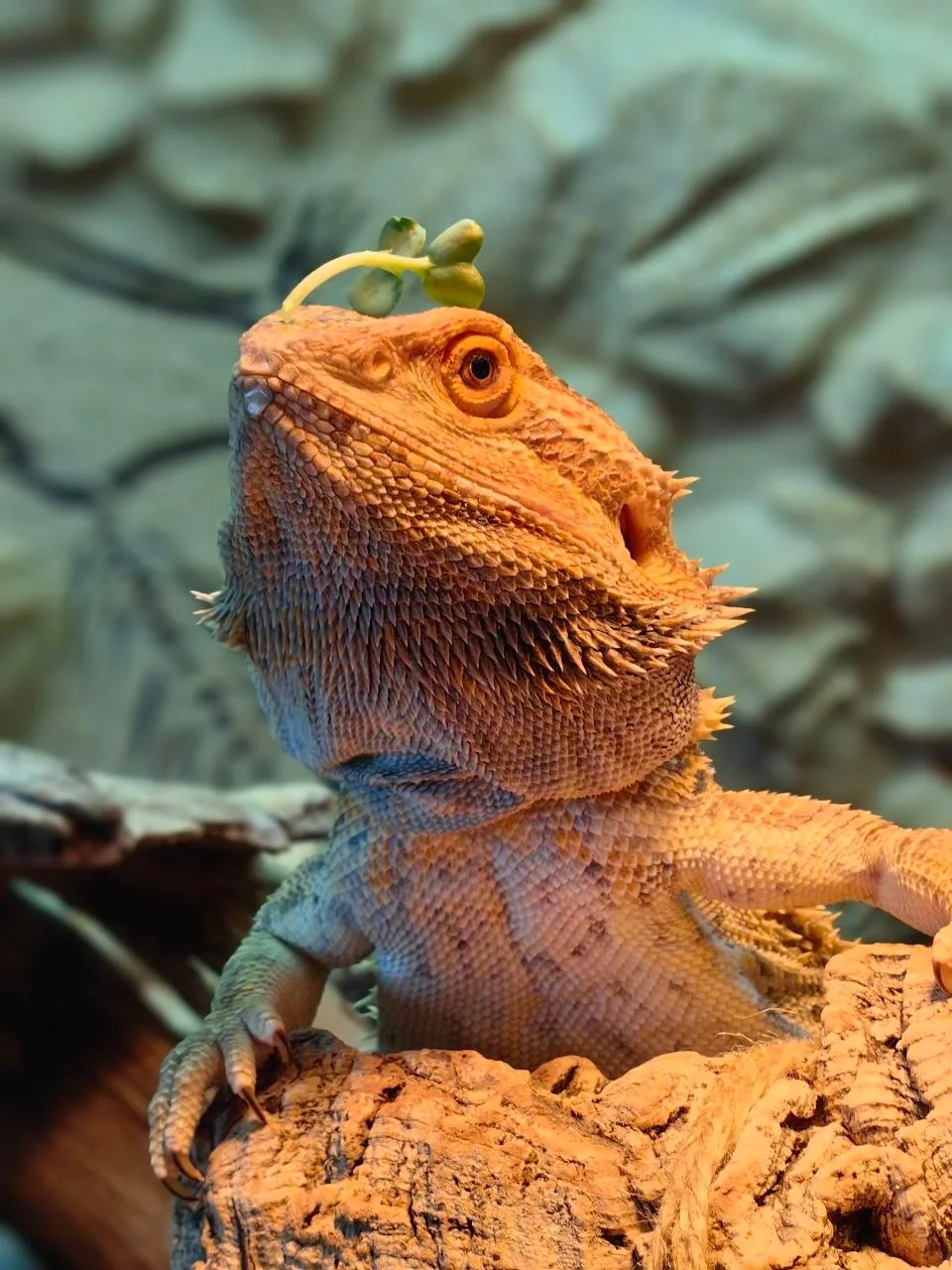 🦎 Дамы и господа, встречайте нашего сегодняшнего гостя — Коржика, неполовозрелого самц...