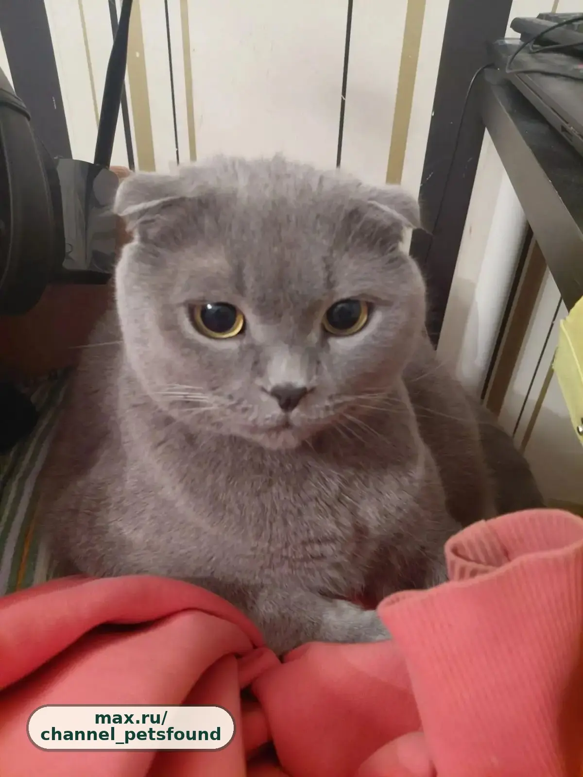 🐾 Найден питомец — Санкт-Петербург