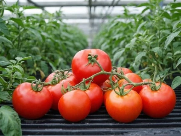 🥒 Огурцы и помидоры в России могут стать еще дороже — для импортных овощей требуют уст...