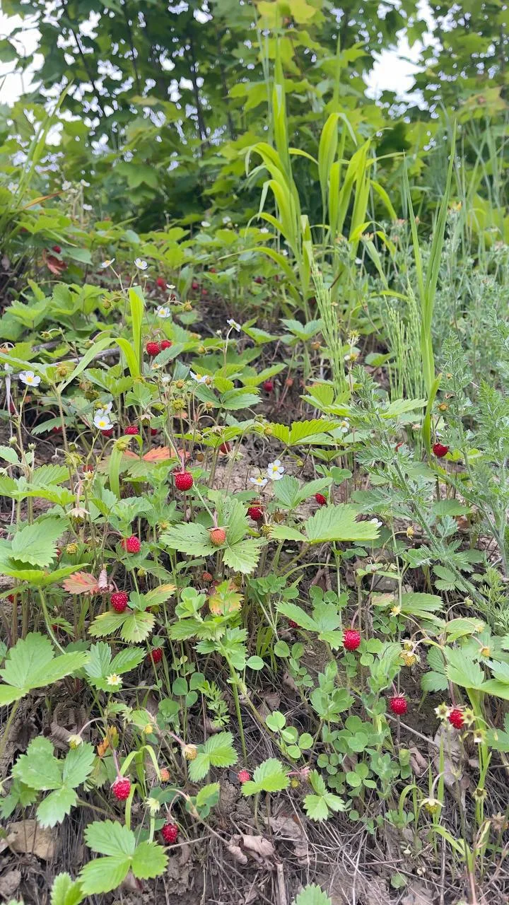 Лесной урожай 🍓