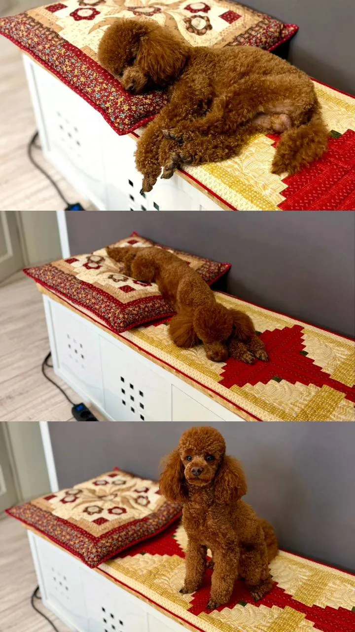 Так он ждёт меня, когда я шью 😍