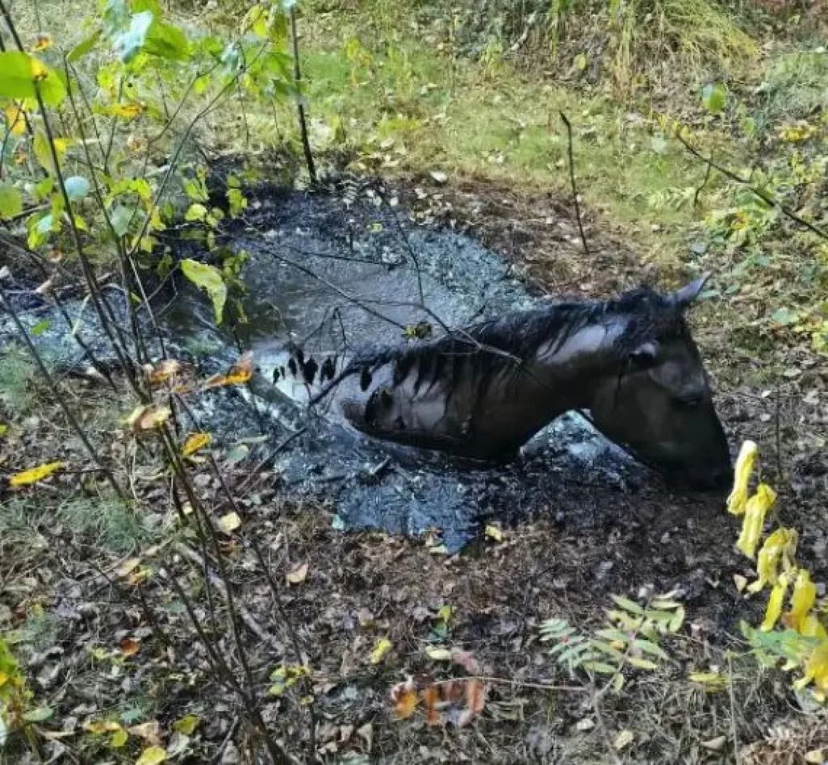Угодившего в огромную мазутную яму жеребенка вытащили брянские спасатели