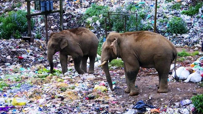 Слоны вынуждены искать еду среди мусора 🐘💔