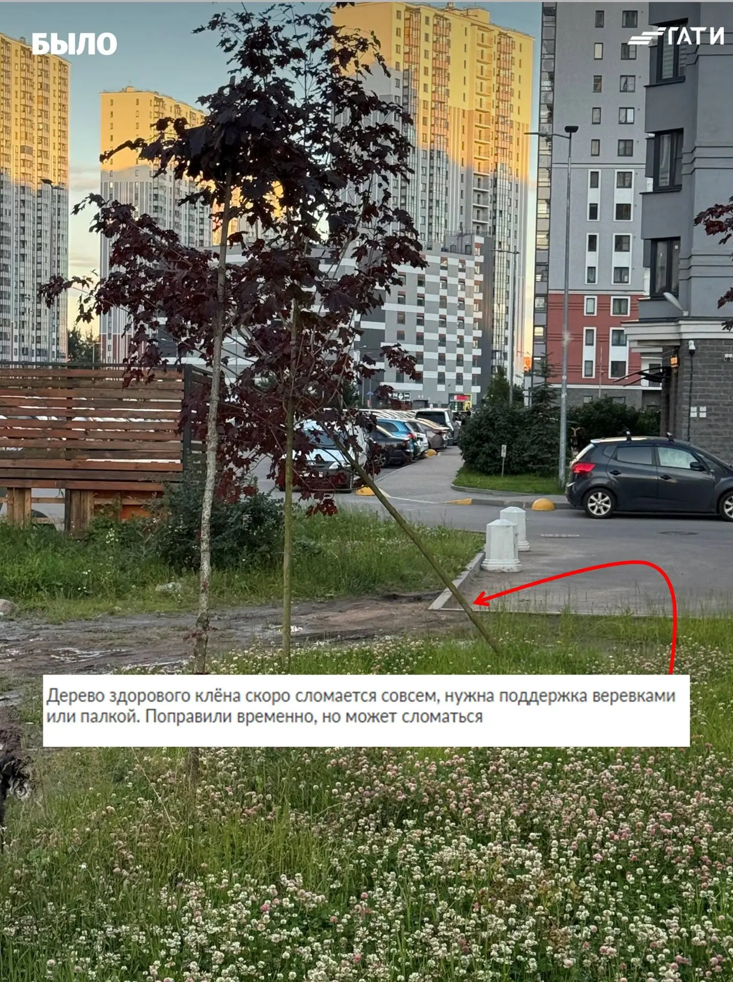 Инспекторы ГАТИ помогли сохранить клен во дворах на Дальневосточном