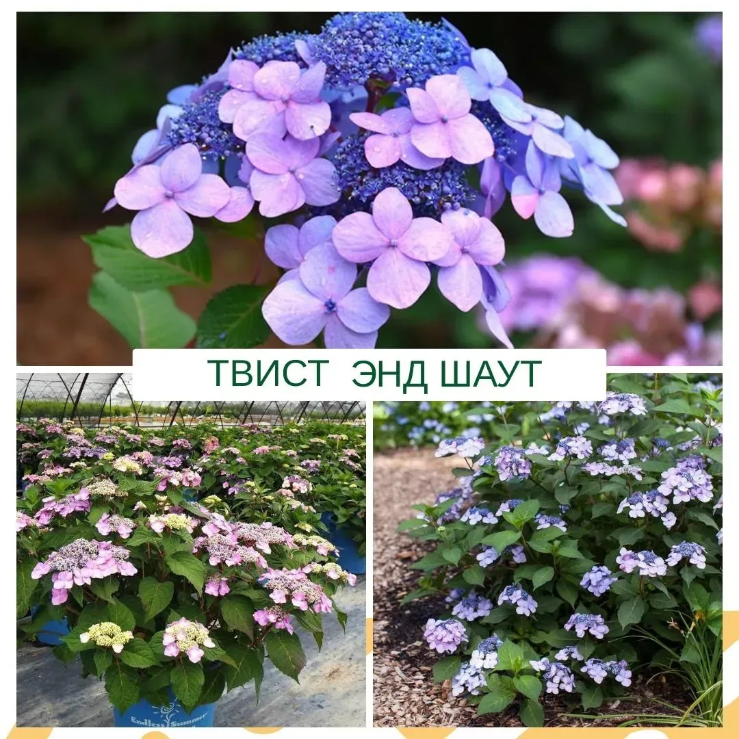Гортензия крупнолистная ТВИСТ ЭНД ШАУТ