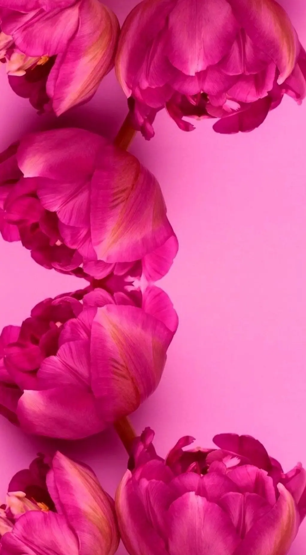 💗 Встречайте новый цвет — ФУКСИЯ