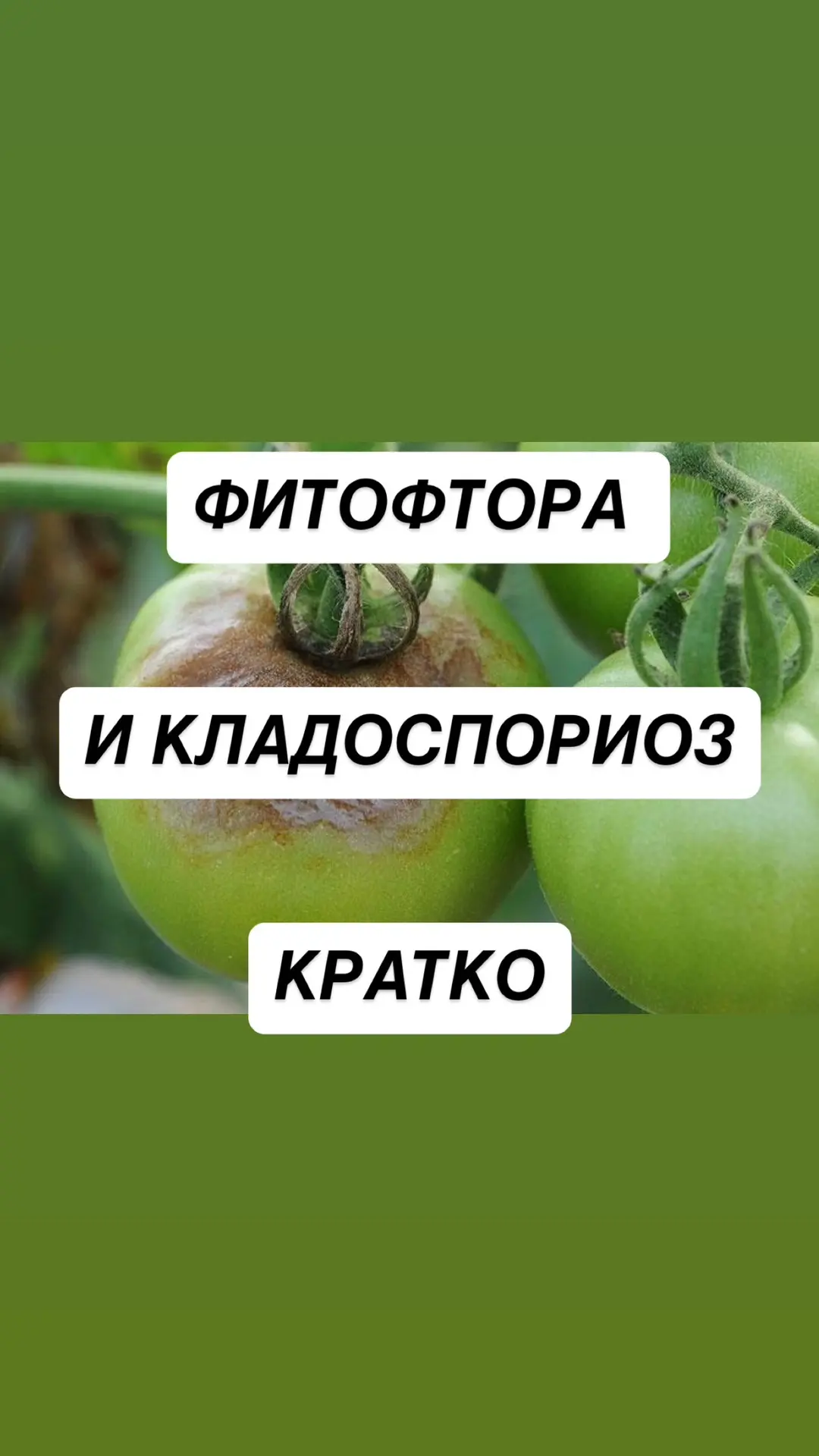 Просили - сделала, отличия кладоспориоза и фитофтороза