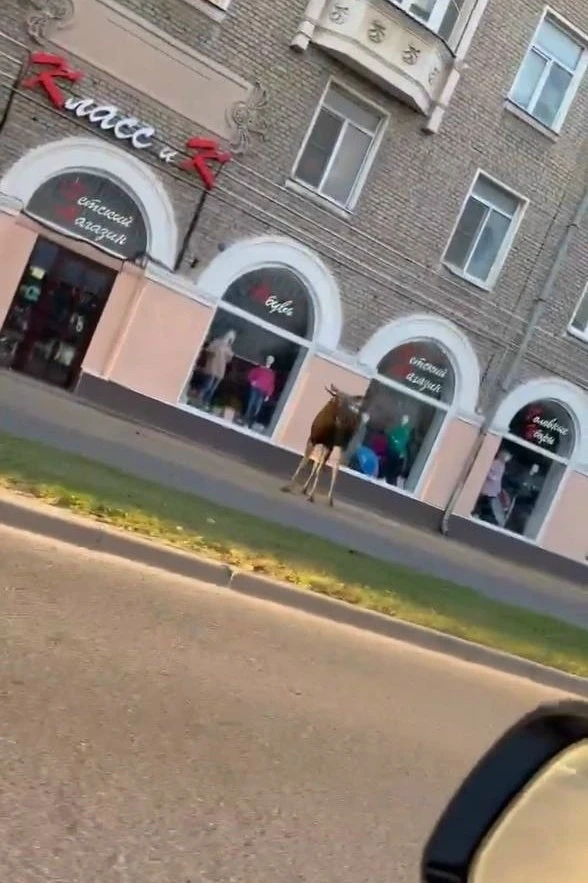 Лось на Циолковского