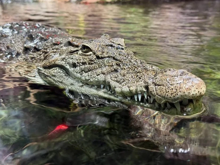 🐊 Самые зубастые: в чем секрет вечной улыбки крокодилов

Всемирный День крокодила отмечают 17 июня.
