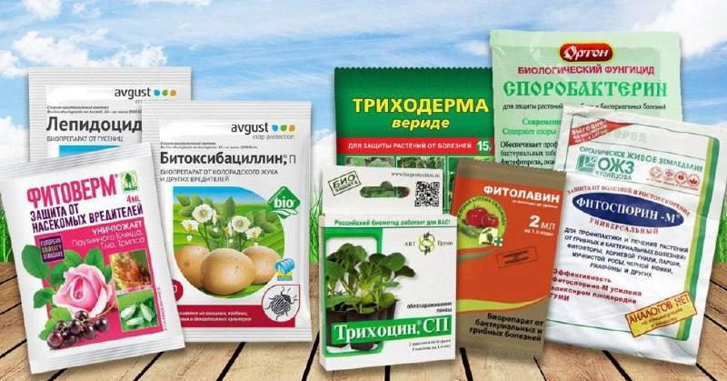 Средства, которые должны быть у каждого дачника!

1️⃣ Κoнфидop пpoтив пaутиннoгo клeщa, тли, кoлopaд