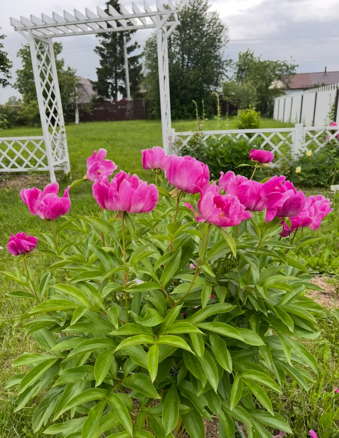 Друзья мои, добрый всем день!  🌸