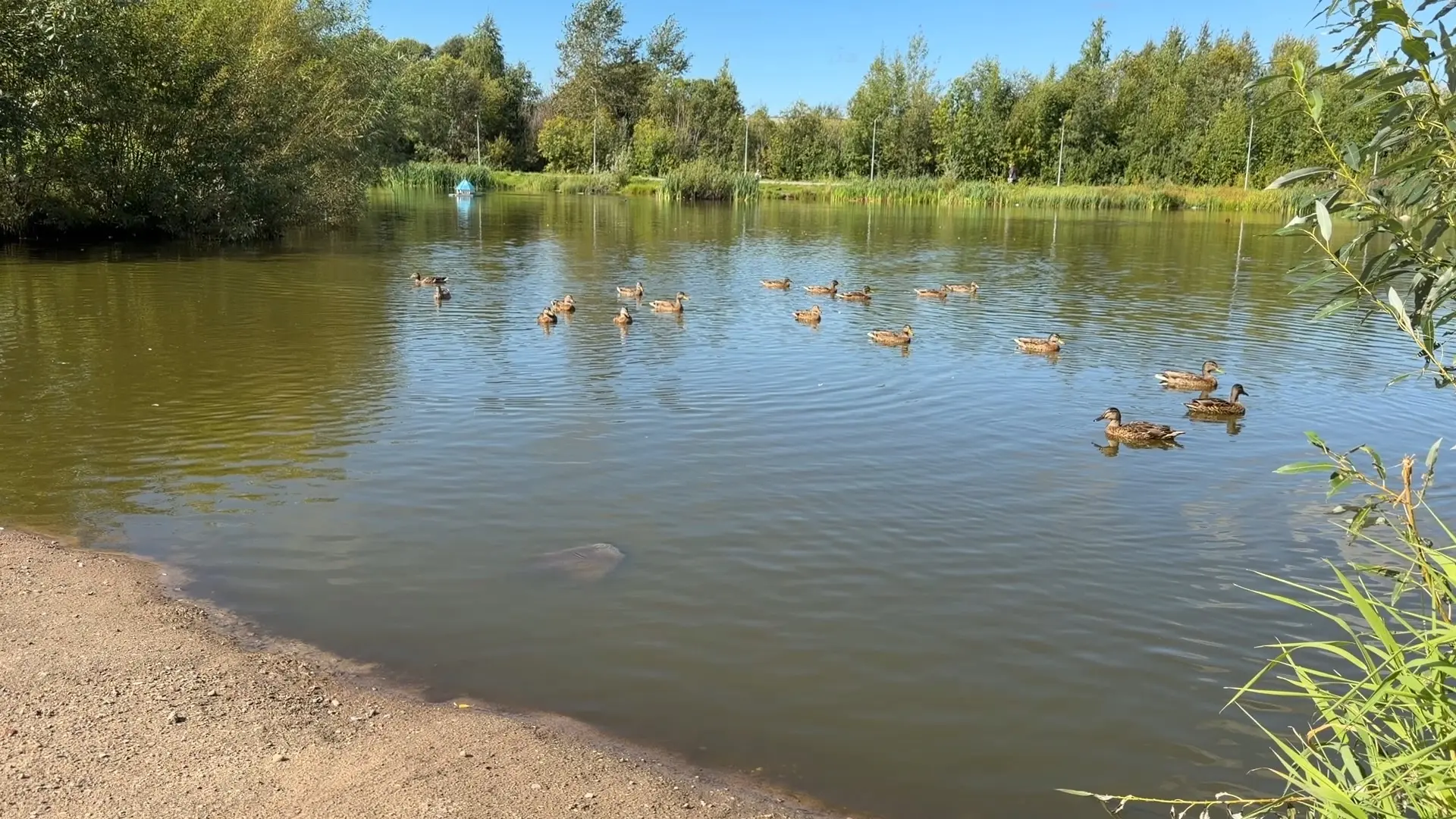 Сначала массово погибли утки, теперь рыба