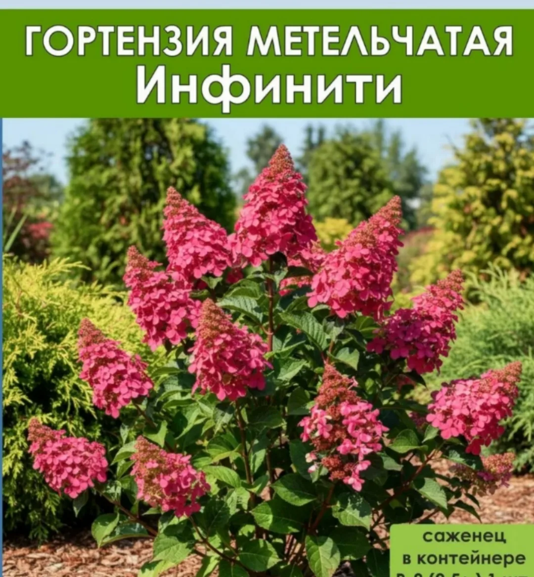 Гортензи метельчатая Infinity