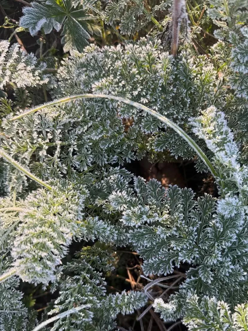Утро в Тюмени встретило иней на траве ❄