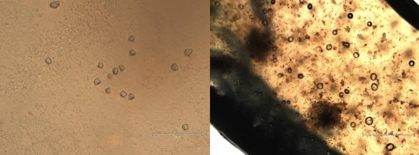 🧑‍🔬 Учёные ДВФУ создали биоцемент из бактерий для строительства дорог в Арктике

Учёные Института 