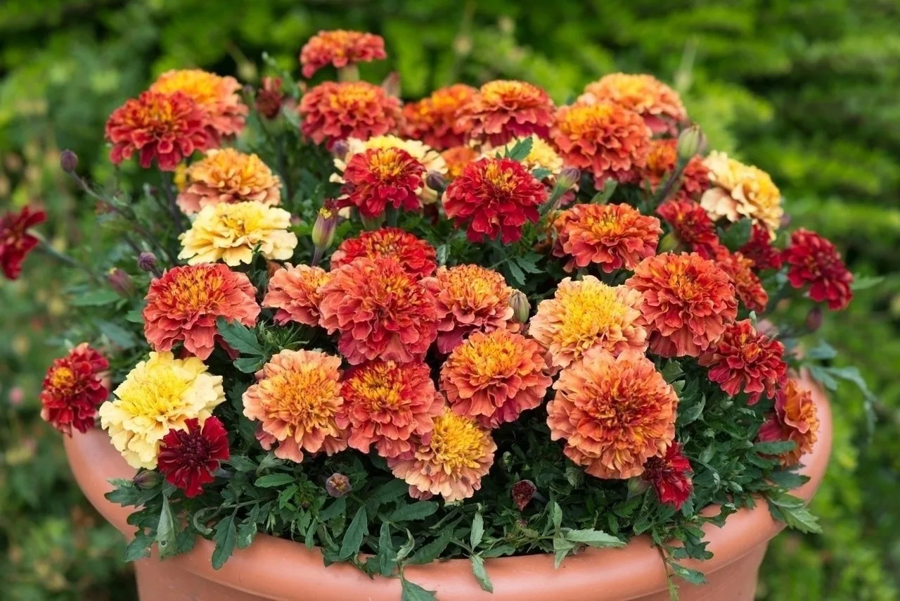 🌼 Встречайте уникальные бархатцы-хамелеоны! 🌼 Эти удивительные цветы способны менять свой окрас в за