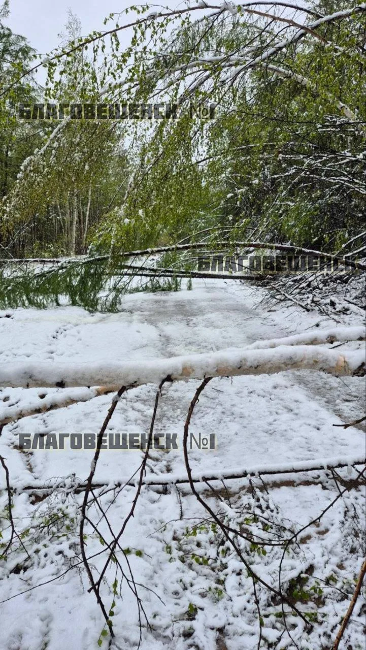 🥶Тындинский округ завалило снегом (фото)  А дороги — деревьями. На снимках — Ларба-Лопча 25.05.26.  