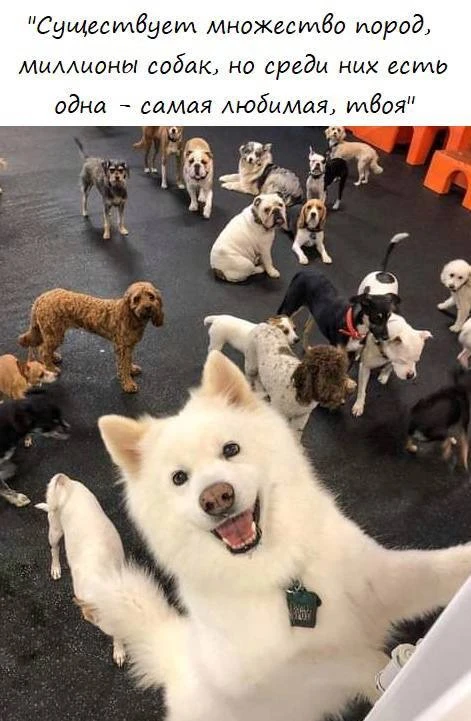 Шерстяной дружок 🐶