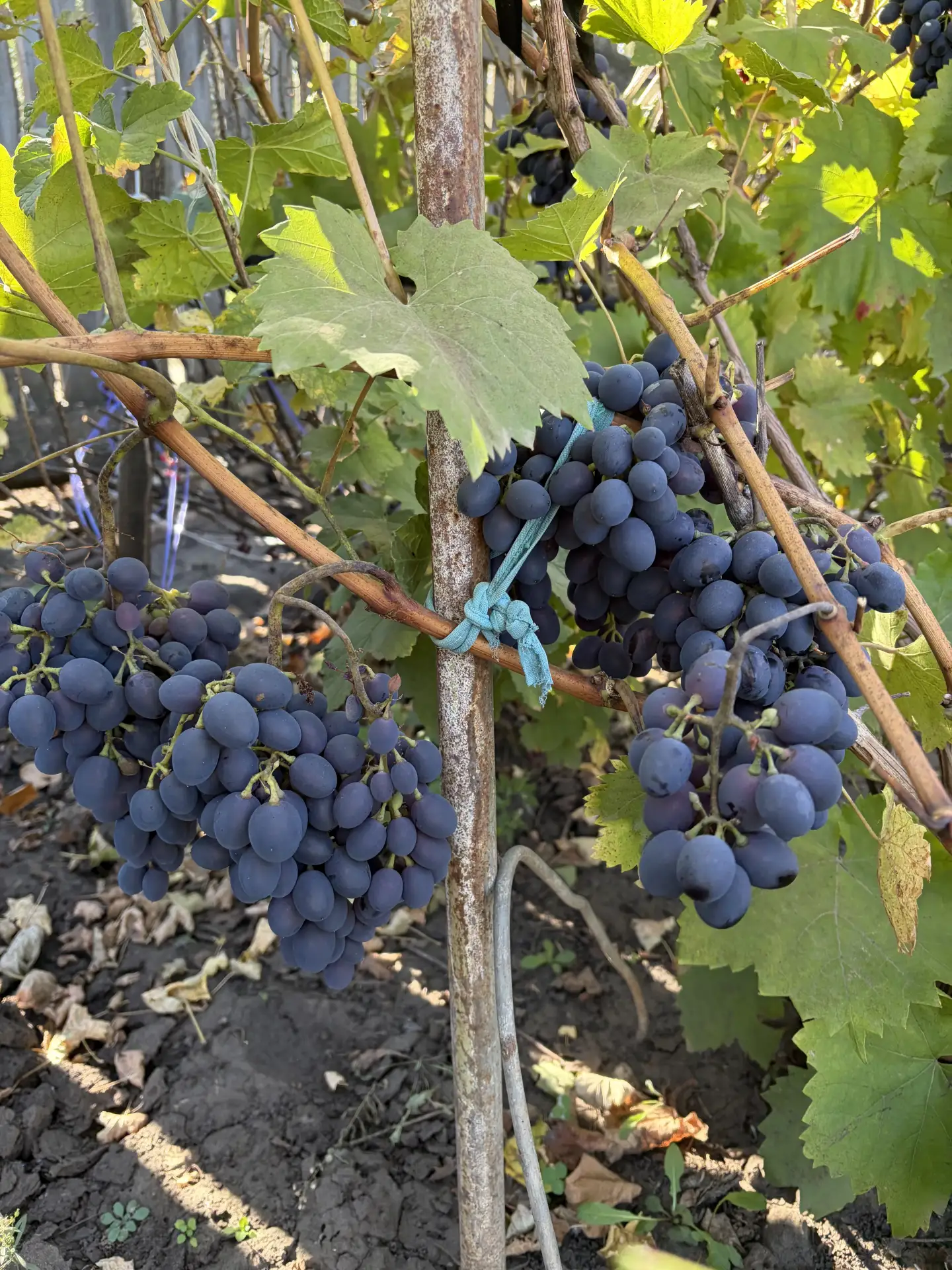 А уже с утра сбегала на дачу! 🌿☀️