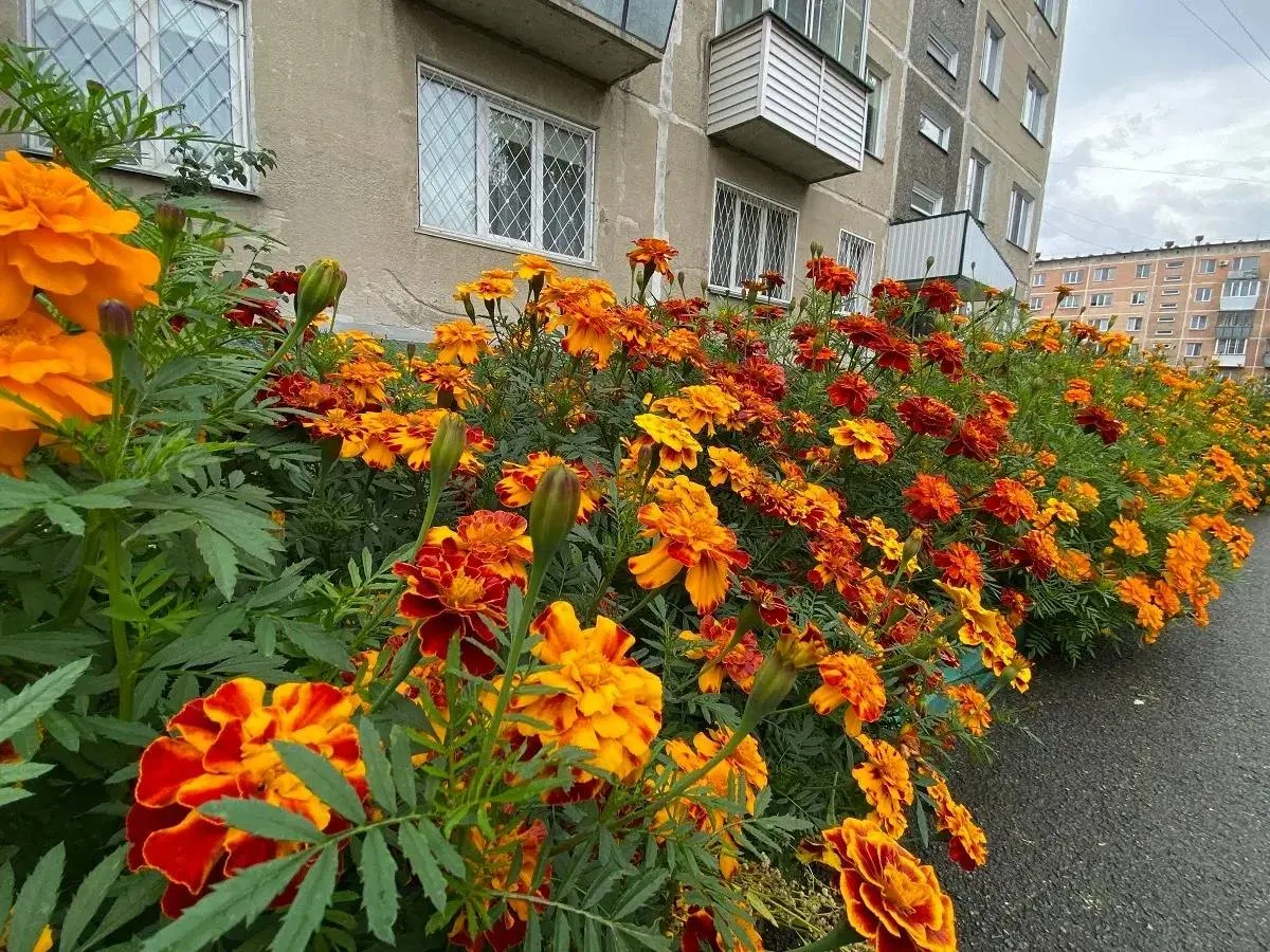 🍂 Самые тёплые дни октября в Бердске — впереди