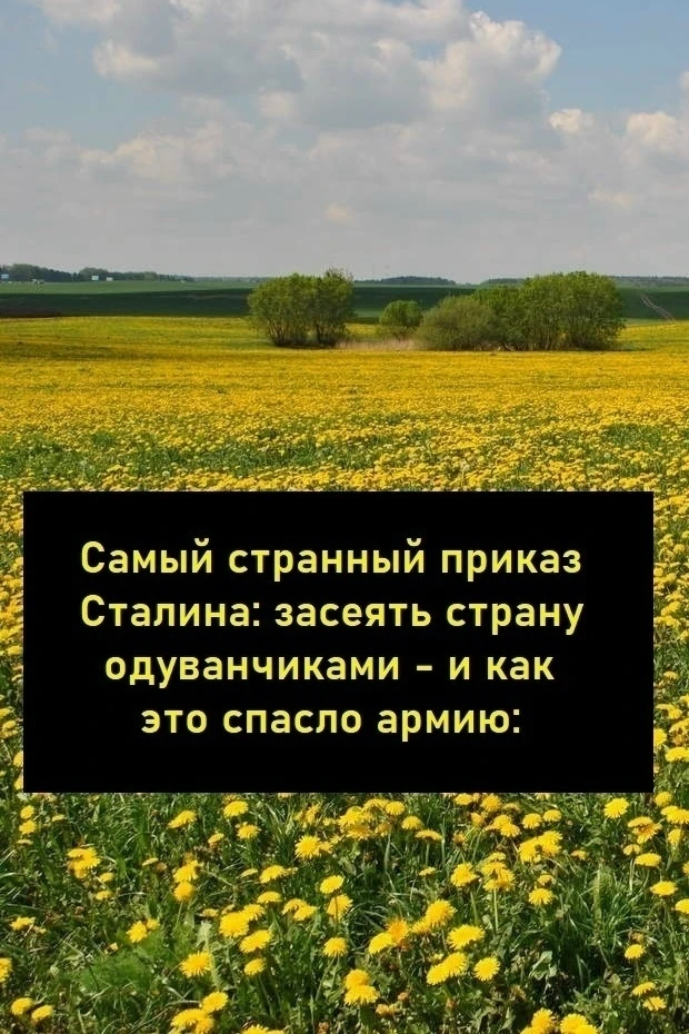 В 1941 году началась Великая Отечественная война, и вскоре СССР столкнулся с острым деф...