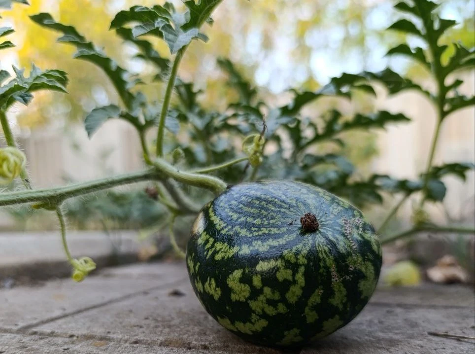🍁 Осенний день без дождя, но с магнитной бурей