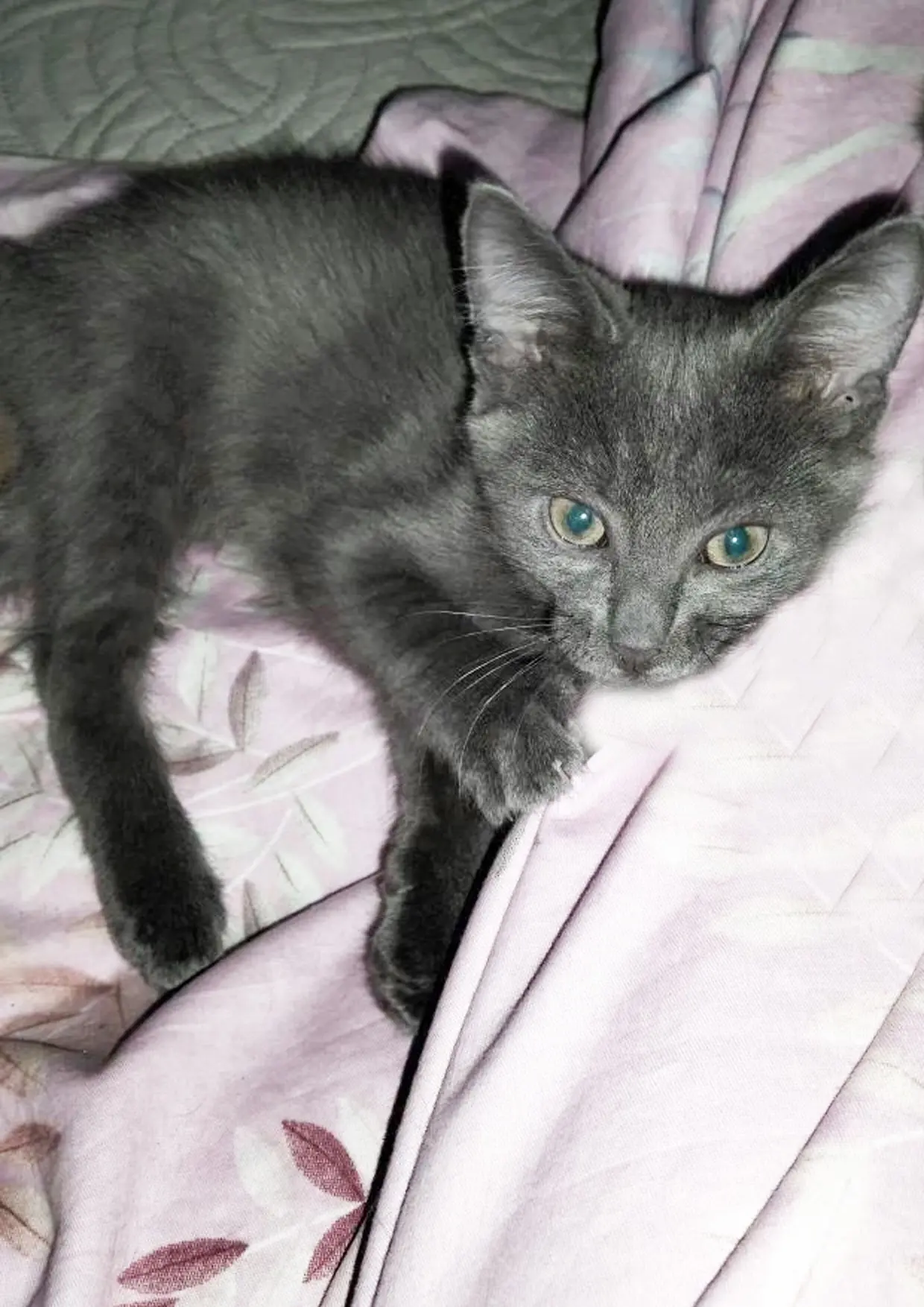 Вот такой милый котёнок Стëпа 😻 ищет дом и самую любящую семью 🩷️.