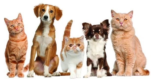 🐕 ГОЛОСОВАНИЕ: ЛУЧШАЯ ВЕТЕРИНАРНАЯ КЛИНИКА АНГАРСКА! 🐈  Где в Ангарске лучшие ветеринары? Где спасаю