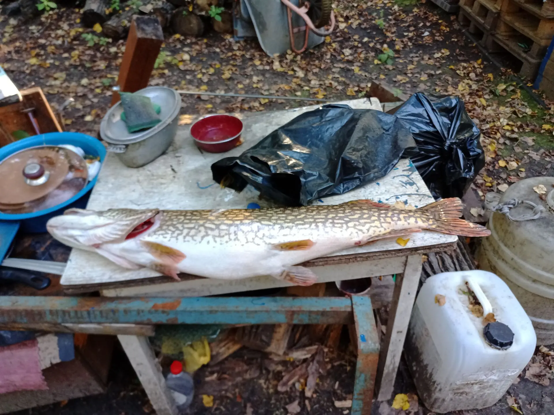 🎣Улов от подписчика