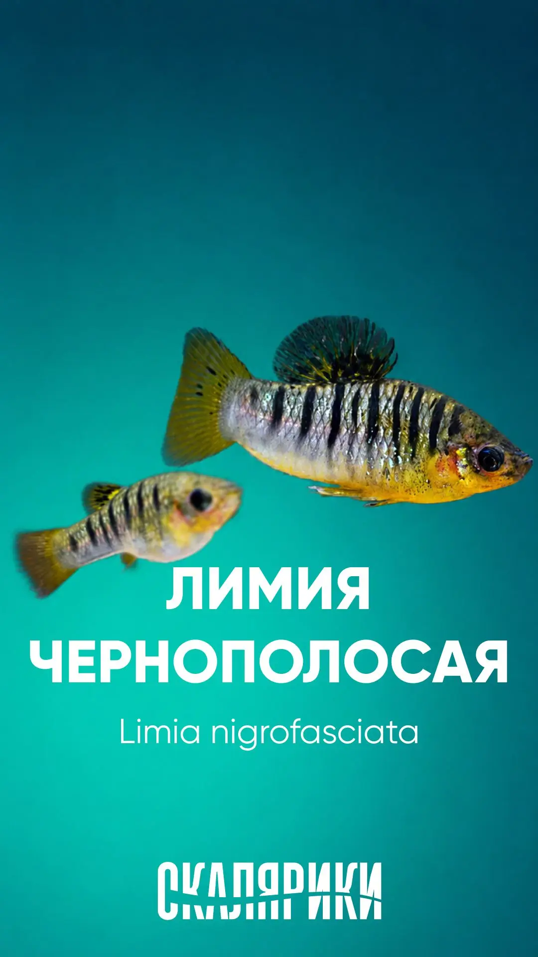 Эти полосатые создания родом из тропического водоёма Гаити. Только там, в тёплых заводя...