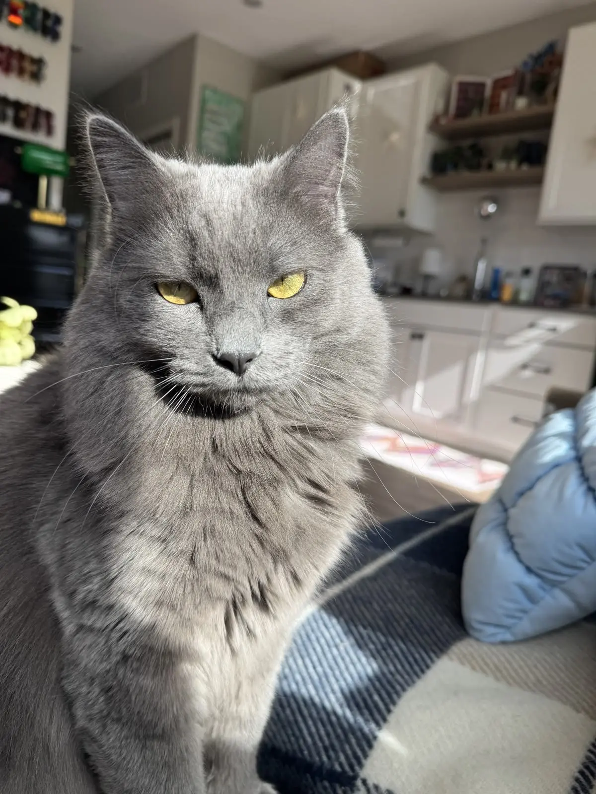 #КотикПодписчика 🥰