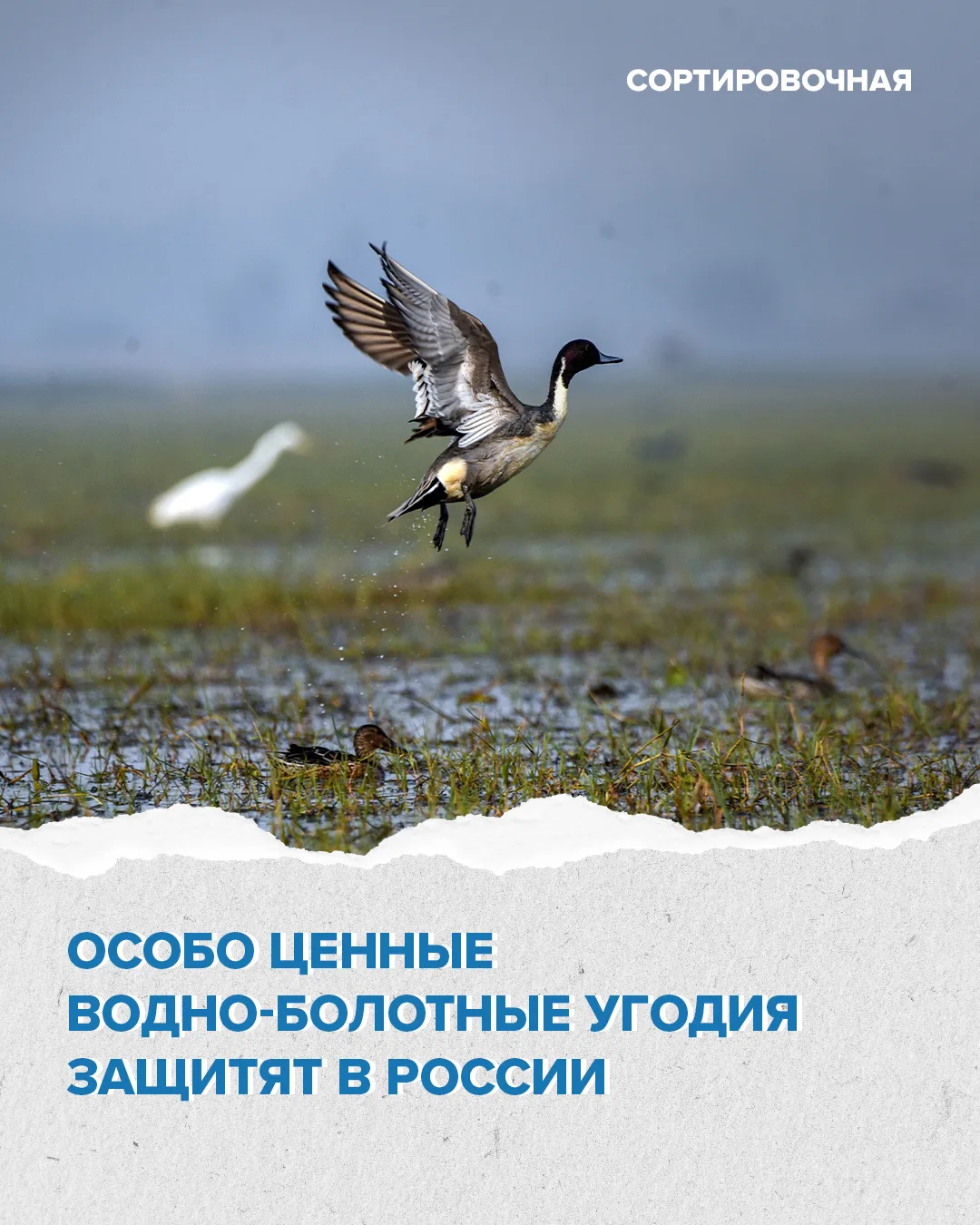 🌾🪿 Для водно-болотных угодий в России впервые определят режим охраны