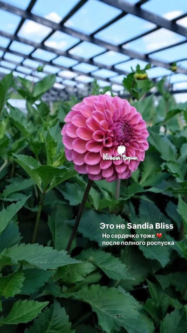 Не Sandia Bliss, но такой же желанный

Диаметр от 10 см, тот что на фото  1 и 2 (на моей грядке) 13 