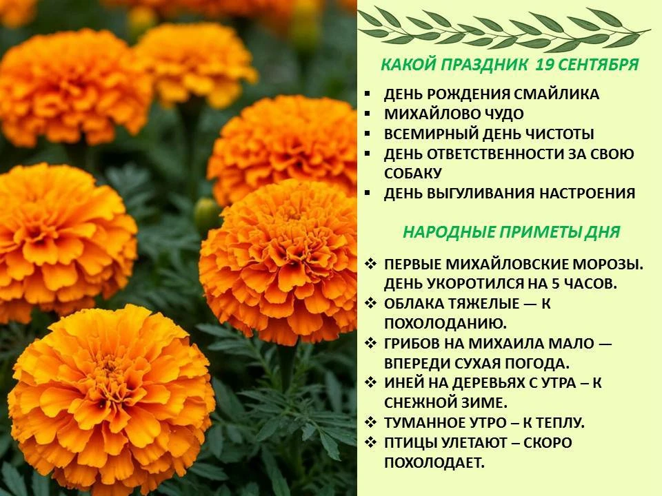 🍇 Сегодня 19 сентября 2026 года, суббота