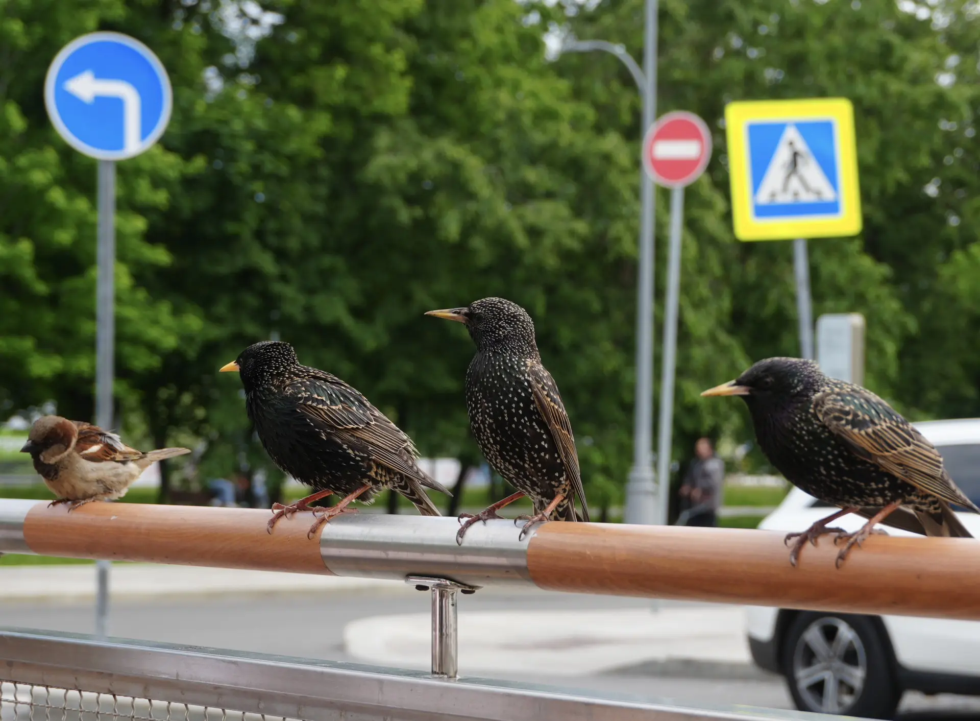Всё-таки я смогла сфоткать московских фудкортников :)