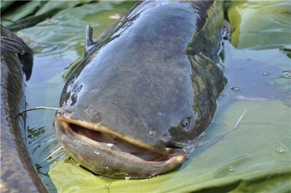 Поведение сома в сентябре и октябре 🐟🎣