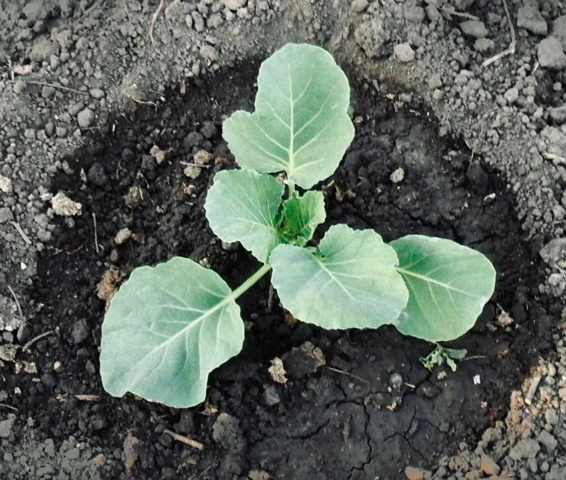 🥬 КАПУСТА: ОТ РАССАДЫ ДО ГРЯДКИ — НЕ ДАЙТЕ ЕЙ ЗАЧАХНУТЬ  Капуста — не помидор, жару не любит, а в хо
