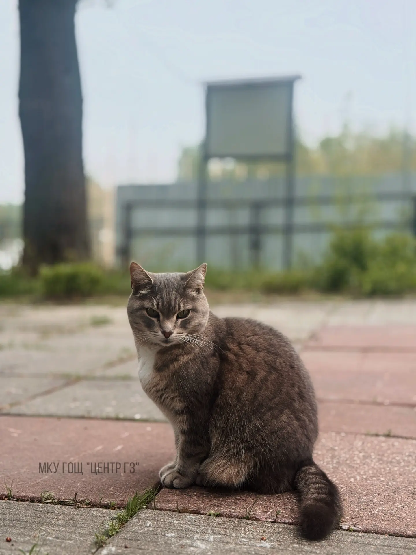 🌲 Привет, любители природы! Кошка Мася на связи! 🌳