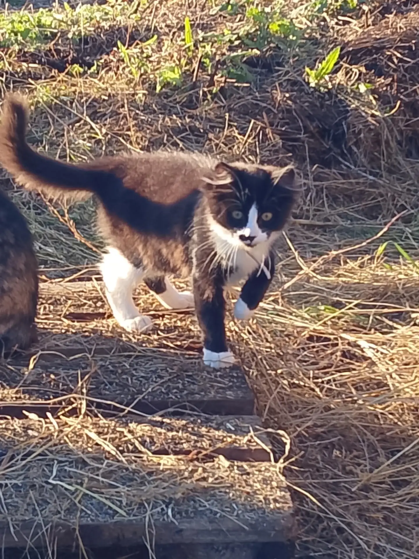 Отдам в добрые руки кошечку 3 месяца. Уже ловит мышей.89506806731