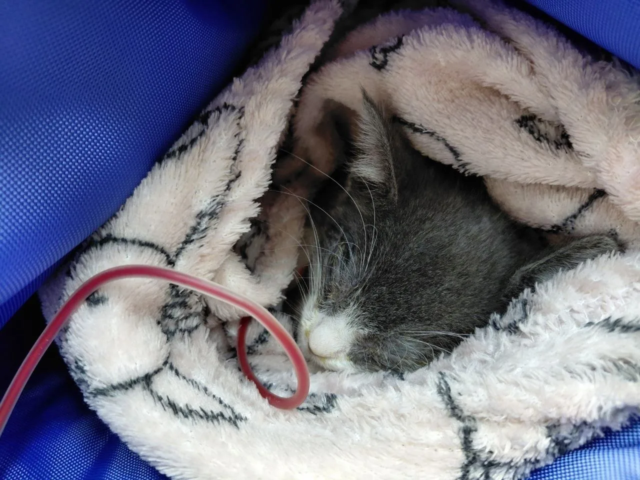 Вот еще какого малышонка сегодня привезли в Котяус:  Котенок Эльза, месяца 2 - 2.5. Передана фонду с