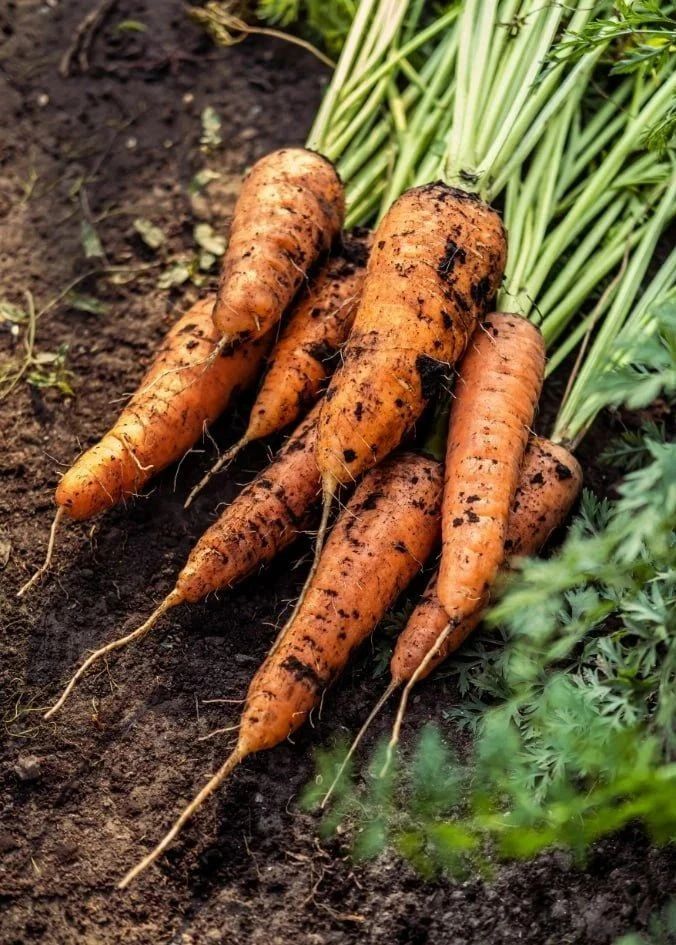 Посев моркови без прореживания 🥕