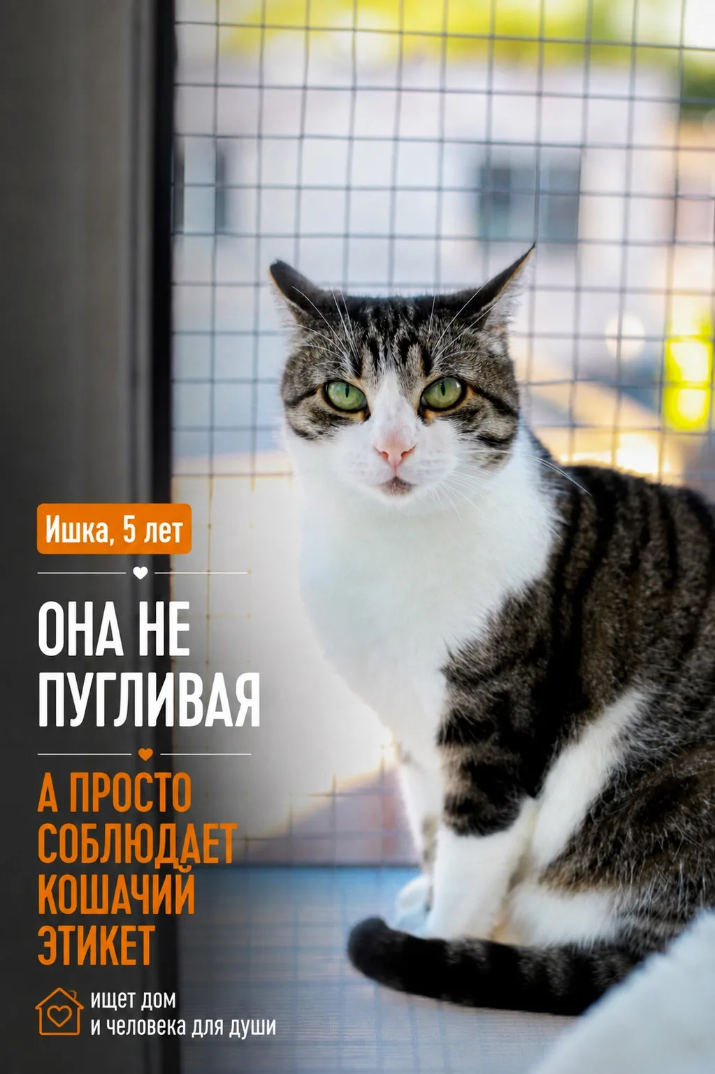 Когда-то Ишку знали как самую трусливую кошечку в своей комнате. При любом появлении че...