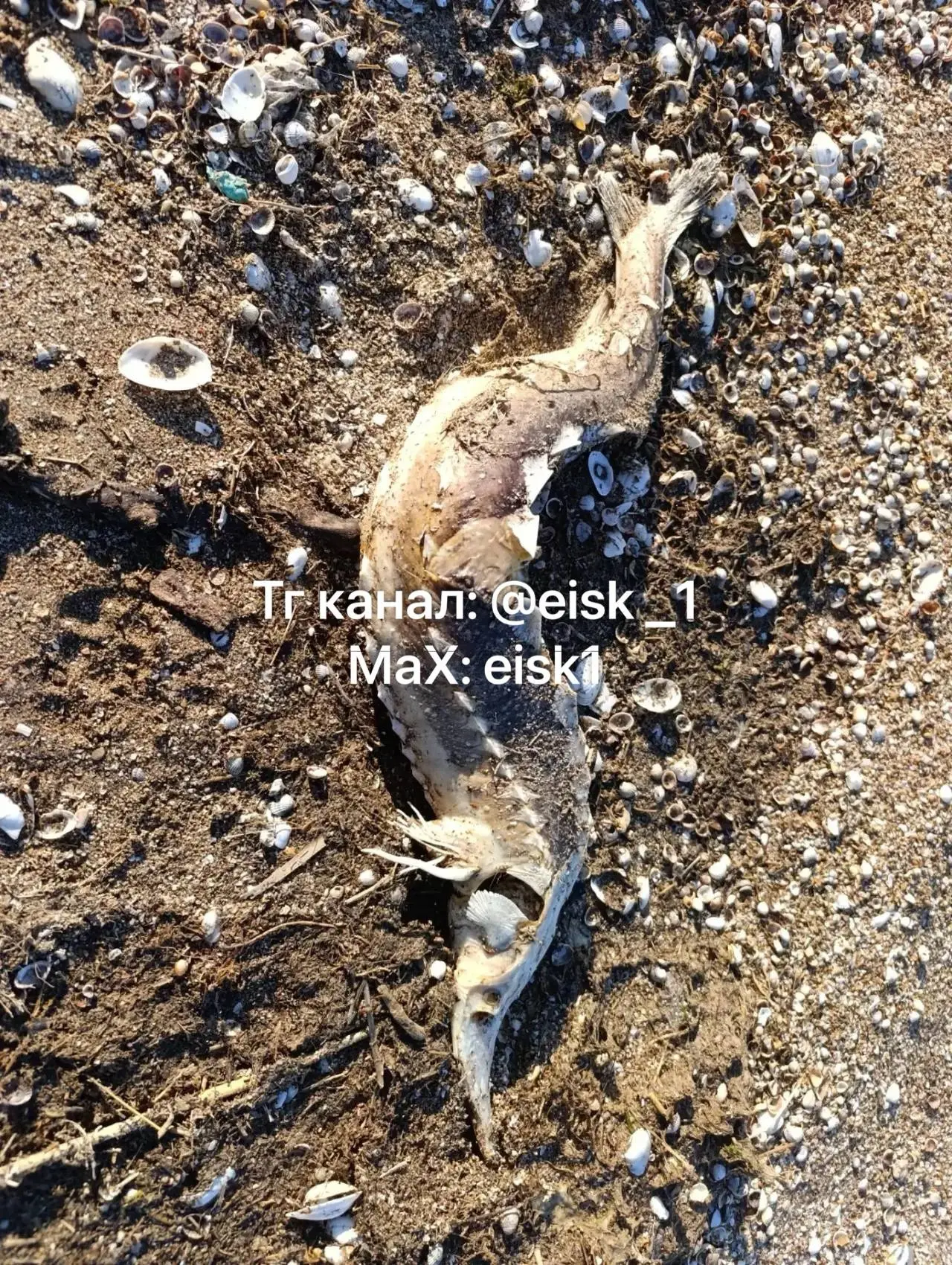 На берегу недалеко от Воронцовки можно встретить осетровых, но к сожалению, в такой форме